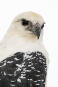 White Hawk (Pseudastur albicollis) - Anavilhanas National Park - Novo Airao city - Amazonas state (AM) - Brazil