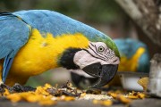 Blue-and-yellow Macaws (Ara ararauna) in the Rio Negro Sustainable Development Reserve - Anavilhanas National Park - Novo Airao city - Amazonas state (AM) - Brazil