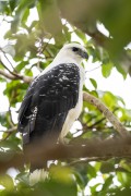White Hawk (Pseudastur albicollis) - Anavilhanas National Park - Novo Airao city - Amazonas state (AM) - Brazil