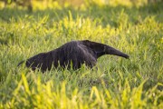 Giant Anteater (Myrmecophaga tridactyla) - Refugio Caiman - Miranda city - Mato Grosso do Sul state (MS) - Brazil