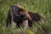 Giant Anteater (Myrmecophaga tridactyla) - Refugio Caiman - Miranda city - Mato Grosso do Sul state (MS) - Brazil