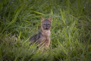 Crab-eating Fox (Cerdocyon thous) - Refugio Caiman - Miranda city - Mato Grosso do Sul state (MS) - Brazil