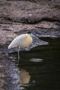 Capped Heron (Pilherodius pileatus) - Refugio Caiman - Miranda city - Mato Grosso do Sul state (MS) - Brazil