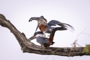 Ringed Kingfisher (Megaceryle torquata) - Refugio Caiman - Miranda city - Mato Grosso do Sul state (MS) - Brazil