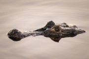 Yacare caiman (caiman crocodilus yacare) - Caiman Refuge - Miranda city - Mato Grosso do Sul state (MS) - Brazil