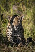 Jaguar (Panthera onca) - Refugio Caiman - Miranda city - Mato Grosso do Sul state (MS) - Brazil