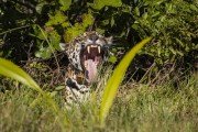 Jaguar (Panthera onca) - Refugio Caiman - Miranda city - Mato Grosso do Sul state (MS) - Brazil