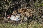 Jaguar (Panthera onca) with cattle carcass - Refugio Caiman - Miranda city - Mato Grosso do Sul state (MS) - Brazil