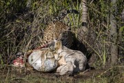 Jaguar (Panthera onca) with cattle carcass - Refugio Caiman - Miranda city - Mato Grosso do Sul state (MS) - Brazil