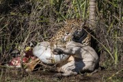 Jaguar (Panthera onca) with cattle carcass - Refugio Caiman - Miranda city - Mato Grosso do Sul state (MS) - Brazil
