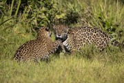 Female jaguar (Panthera onca) playing with cub - Refugio Caiman - Miranda city - Mato Grosso do Sul state (MS) - Brazil