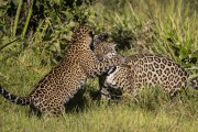 Female jaguar (Panthera onca) playing with cub - Refugio Caiman - Miranda city - Mato Grosso do Sul state (MS) - Brazil