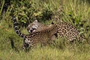 Female jaguar (Panthera onca) playing with cub - Refugio Caiman - Miranda city - Mato Grosso do Sul state (MS) - Brazil