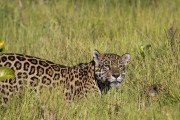 Jaguar (Panthera onca) - Refugio Caiman - Miranda city - Mato Grosso do Sul state (MS) - Brazil