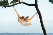 Cat resting in a hammock looking at the sea - Arpoador - Rio de Janeiro city - Rio de Janeiro state (RJ) - Brazil