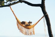 Cat resting in a hammock looking at the sea - Arpoador - Rio de Janeiro city - Rio de Janeiro state (RJ) - Brazil