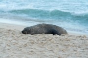 Sea lion nicknamed Joca resting on Ipanema Beach - Rio de Janeiro city - Rio de Janeiro state (RJ) - Brazil