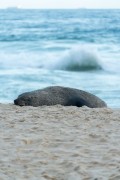 Sea lion nicknamed Joca resting on Ipanema Beach - Rio de Janeiro city - Rio de Janeiro state (RJ) - Brazil