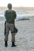 Sea lion nicknamed Joca resting on Ipanema Beach - Rio de Janeiro city - Rio de Janeiro state (RJ) - Brazil