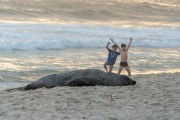 Sea lion nicknamed Joca resting on Ipanema Beach - Rio de Janeiro city - Rio de Janeiro state (RJ) - Brazil