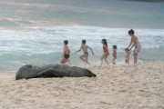 Sea lion nicknamed Joca resting on Ipanema Beach - Rio de Janeiro city - Rio de Janeiro state (RJ) - Brazil