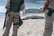 Sea lion nicknamed Joca resting on Ipanema Beach - Rio de Janeiro city - Rio de Janeiro state (RJ) - Brazil