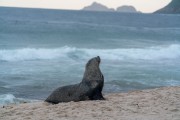 Sea lion nicknamed Joca resting on Ipanema Beach - Rio de Janeiro city - Rio de Janeiro state (RJ) - Brazil