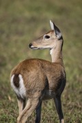 Pampas deer (Ozotoceros bezoarticus) - Refugio Caiman - Miranda city - Mato Grosso do Sul state (MS) - Brazil