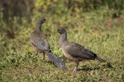 Couple of Chaco Chachalacas (Ortalis canicollis) - Refugio Caiman - Miranda city - Mato Grosso do Sul state (MS) - Brazil