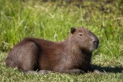 Capybara (Hydrochoerus hydrochaeris) - Refugio Caiman - Miranda city - Mato Grosso do Sul state (MS) - Brazil