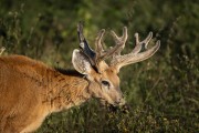 Pampas deer (Ozotoceros bezoarticus) with Cattle Tyrant (Machetornis rixosa) on its back - Refugio Caiman - Miranda city - Mato Grosso do Sul state (MS) - Brazil