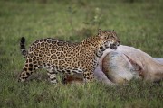 Jaguar (Panthera onca) with cattle carcass - Refugio Caiman - Miranda city - Mato Grosso do Sul state (MS) - Brazil