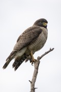 Roadside Hawk (Rupornis magnirostris) on tree branch - Refugio Caiman - Miranda city - Mato Grosso do Sul state (MS) - Brazil