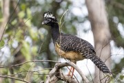 Bare-faced Curassow (Crax fasciolata) - Refugio Caiman - Miranda city - Mato Grosso do Sul state (MS) - Brazil
