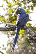 Hyacinth Macaw (Anodorhynchus hyacinthinus) - Refugio Caiman - Miranda city - Mato Grosso do Sul state (MS) - Brazil