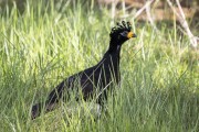 Bare-faced Curassow (Crax fasciolata) - Refugio Caiman - Miranda city - Mato Grosso do Sul state (MS) - Brazil