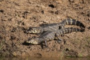 Yacare caiman (caiman crocodilus yacare) - Caiman Refuge - Miranda city - Mato Grosso do Sul state (MS) - Brazil