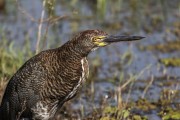Rufescent Tiger-Heron (Tigrisoma lineatum) - Refugio Caiman - Miranda city - Mato Grosso do Sul state (MS) - Brazil