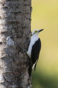 White Woodpecker (Melanerpes candidus) - Refugio Caiman - Miranda city - Mato Grosso do Sul state (MS) - Brazil