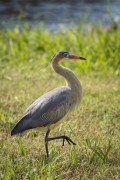 Whistling Heron (Syrigma sibilatrix) - Refugio Caiman - Miranda city - Mato Grosso do Sul state (MS) - Brazil