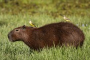 Capybara (Hydrochoerus hydrochaeris) with Cattle Tyrant (Machetornis rixosa) on its back - Refugio Caiman - Miranda city - Mato Grosso do Sul state (MS) - Brazil
