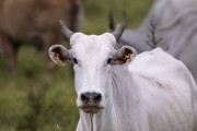 Cattle in the Pantanal - Refugio Caiman - Miranda city - Mato Grosso do Sul state (MS) - Brazil