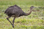 Greater Rhea (Rhea americana) - Refugio Caiman - Miranda city - Mato Grosso do Sul state (MS) - Brazil