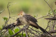Guira Cuckoo (Guira guira) - Refugio Caiman - Miranda city - Mato Grosso do Sul state (MS) - Brazil