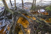 Detail of roots at the Iracema Waterfall - Iracema Falls Ecological Park - Presidente Figueiredo city - Amazonas state (AM) - Brazil
