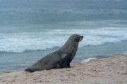 Sea lion nicknamed Joca resting on Ipanema Beach - Rio de Janeiro city - Rio de Janeiro state (RJ) - Brazil