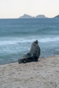 Sea lion nicknamed Joca resting on Ipanema Beach - Rio de Janeiro city - Rio de Janeiro state (RJ) - Brazil