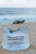 Sea lion nicknamed Joca resting on Ipanema Beach - Beach Monitoring Project - Santos Basin - Rio de Janeiro city - Rio de Janeiro state (RJ) - Brazil