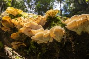 Fungus on a fallen tree trunk - Presidente Figueiredo city - Amazonas state (AM) - Brazil