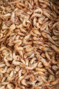 Shrimp for sale - Adolpho Lisboa Municipal Market (1883) - Manaus city - Amazonas state (AM) - Brazil